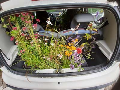 kofferbak met planten